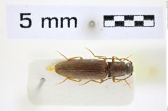 Foto (Dorsalansicht) von Athous paflagonensis (Platia & Gudenzi, 1998) (NHMW-ZOO-COL-0008473)